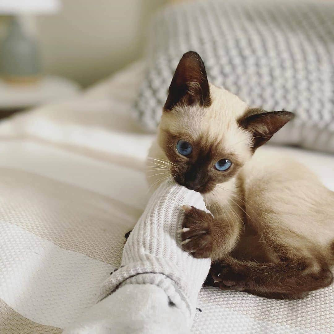 siamese_love_さんのインスタグラム写真 - (siamese_love_Instagram)「from @chaithesiamese -  My motto: play all day! 🤗🧦 - . #cat #猫#gattisiamesi #Siamesi#Siamese #siamcAt #siamesecatlovers #siamcatlovers #siamesemix #siamesekitten #siamesekitty #siamés #siamesecatoftheday #gatto #chat#siamesecatofinstagram #siamesecats#siamesecat #instasiamese#siamesebluepoint #gattosiamese #gatos#고양이 #kat#katze#kotka#köttur  #샴고양이 #샴 #シャム猫」12月18日 23時24分 - siamese_love_