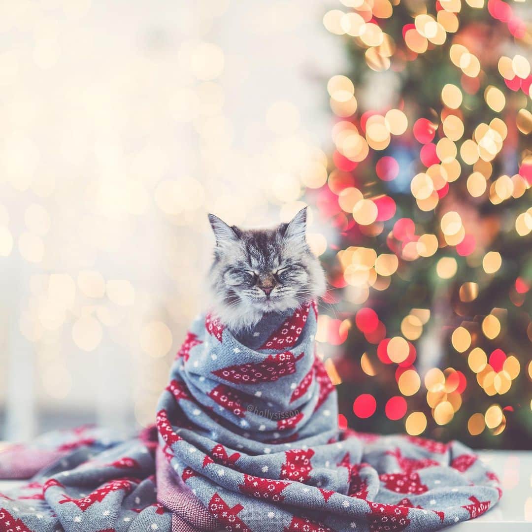 Holly Sissonさんのインスタグラム写真 - (Holly SissonInstagram)「It’s that time of year, feeling cozy with the 🎄! ☺️🐱❤️ #Toronto #Siberiancat #christmas #bokeh #christmasdecor #xmaswonders (See more of Alice, Finnegan, and Oliver, on @pitterpatterfurryfeet) ~ Canon 1D X MkII + 85 f1.4L IS @ f1.4  See my bio for full camera equipment information plus info on how I process my images. 😊 ~  @bestmeow #bestmeow」12月18日 23時18分 - hollysisson