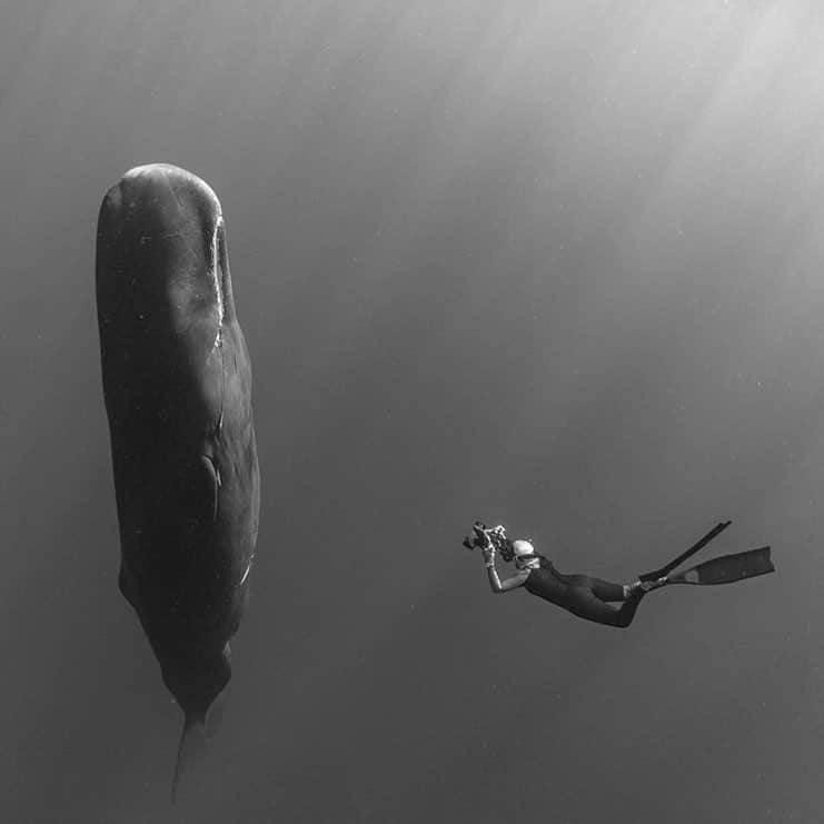 サラ・ウェイン・キャリーズさんのインスタグラム写真 - (サラ・ウェイン・キャリーズInstagram)「perspective.  via @paulnicklen of @mitty (his current whale series is beyond...)」12月18日 23時19分 - sarahwaynecallies
