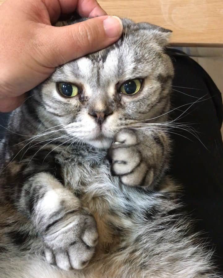 Shishi-maruのインスタグラム：「🐱ただいま！ししまる！ 🐱I ‘m home:) ーーーーーーーーーーーーー 🌺「渋ネコ ししまるさん」ねこのきもちWEB MAGAZINE にて毎週金曜日エッセイの連載中 ーーーーーーーーーーー 📕「ぷっちねこ。」「3匹のちいさな猫を召喚できたなら」「ちいさな猫を召喚できたなら」徳間書店より単行本発売中 ーーーーーーーーーーー ⭐︎ねこ漫画→@tacos_cat 🌺Twitter →@taco_emonemon ーーーーーーーーーーー」
