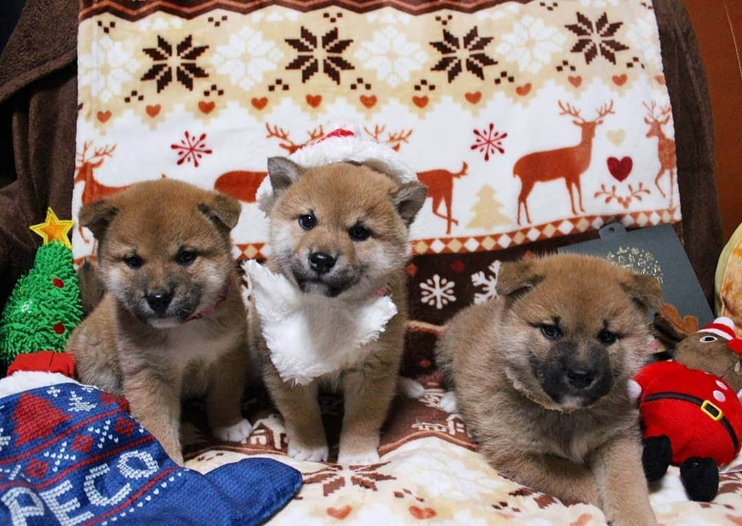 柴犬たま Shibainu Tamaのインスタグラム