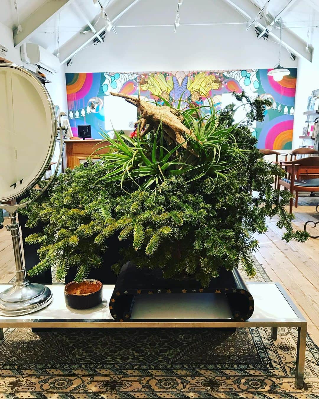 GLOBE SPECS_officialさんのインスタグラム写真 - (GLOBE SPECS_officialInstagram)「代官山店はいつ来ても、素敵な植栽が飾られてます。少し個性的なモミの木が皆様のご来店をお待ちしております。  #globespecsdaikanyama  @globespecs_official  #植栽 #モミの木  #クリスマス #botanical #green @chibi.flower」12月18日 16時41分 - globespecs_official