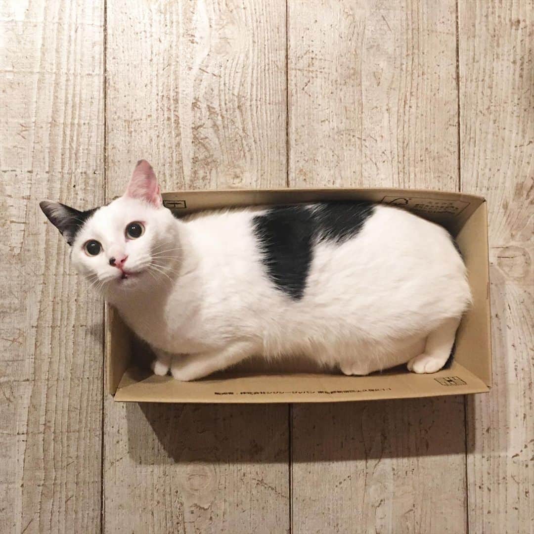 甲斐麻美さんのインスタグラム写真 - (甲斐麻美Instagram)「ドーナツ と 箱入り息子  懐かしいドーナツが食べたくなって #タマヤパン の #おいしいドーナツ を買ってみたら本当に美味しくて嬉しいの巻◎  食べすぎると体調に出るから少しだけ。心が喜ぶからね、たまにならいいんだ。  イチは安定の箱入り息子。 小さい箱好きやねぇ〜  #ドーナツ #たまにはいいよね #心の栄養 #猫との暮らし #元保護猫 #今幸せ猫 #ありがとう」12月18日 17時11分 - kaico_asami