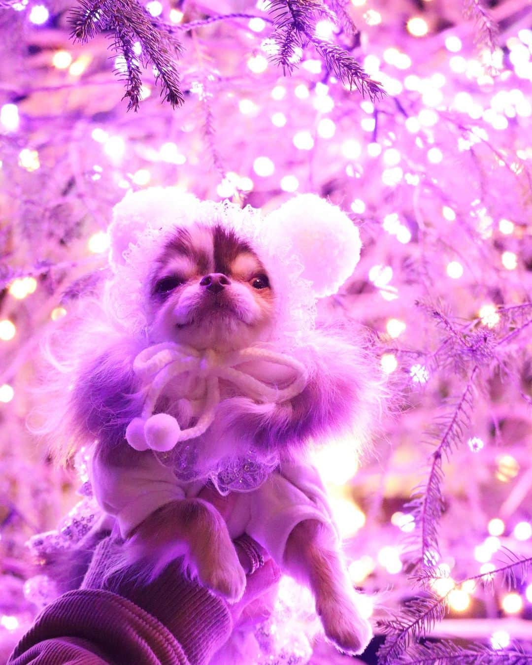 kayoのインスタグラム：「* * ドリカムのツリー🎄✨ キレイ😍✨✨ * * Lychee💗🎄 * * #ドリカムツリー #イルミネーション * #chihuahua#chihuahualove#dogstgram#dog#instadog#チワワ#チワワ大好き * *」