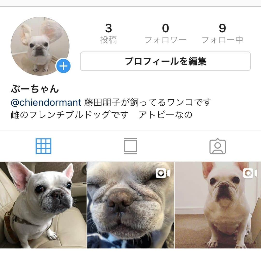 藤田朋子さんのインスタグラム写真 - (藤田朋子Instagram)「#ぶうちゃんの #専用アカウントを作りました #funnydogboo」12月18日 17時27分 - chiendormant