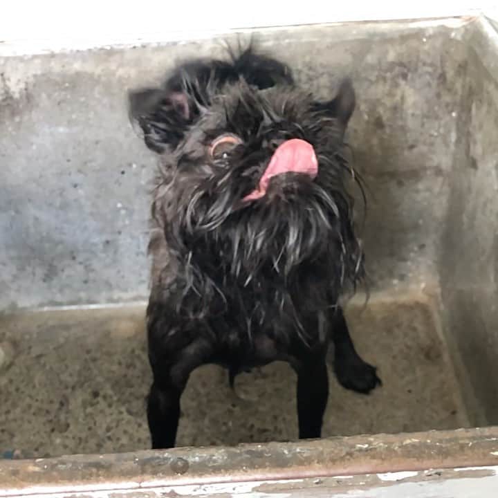 Digby & Aloのインスタグラム：「When dad won’t let you out of the tub until you shake like seventeen times 🙄」