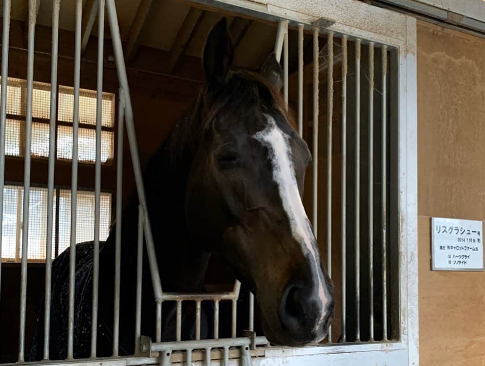 國嶋絢香さんのインスタグラム写真 - (國嶋絢香Instagram)「久しぶりの投稿✔️ 最近は、ストーリーばかりになっていました😶💭 . 今週は、#有馬記念 🏇✨ G1馬11頭が出走する豪華すぎるメンバーで行われます💗 . そんな中から、G1 3勝 今回がラストランとなる #リスグラシュー に会ってきました♪ . 初めて取材させて頂いた時から、担当の北口さんとリスグラシューのコンビが大好きで、久しぶりにお会い出来て嬉しすぎたのと、あぁ…トレセンでこの2人の戯れあう姿を見るのも最後かと思うとインタビュー中にも関わらず自然とうるうるしてしまいました🥺🥺 . 写真2枚目、仲良し具合が凄く伝わるお写真。 いつもぴっとりくっついてるんです🥺 たまらん🥺💗💗 . 今週の #トレセンまるごと情報局 有馬記念の出走馬全頭取材しています🎤✨ ぜひ、馬券の参考にしてくださいね😉🎶 . ❤️❤️❤️」12月18日 17時41分 - ayakakunishima
