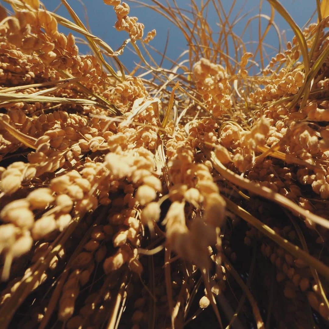 田中菜月のグルメインスタ