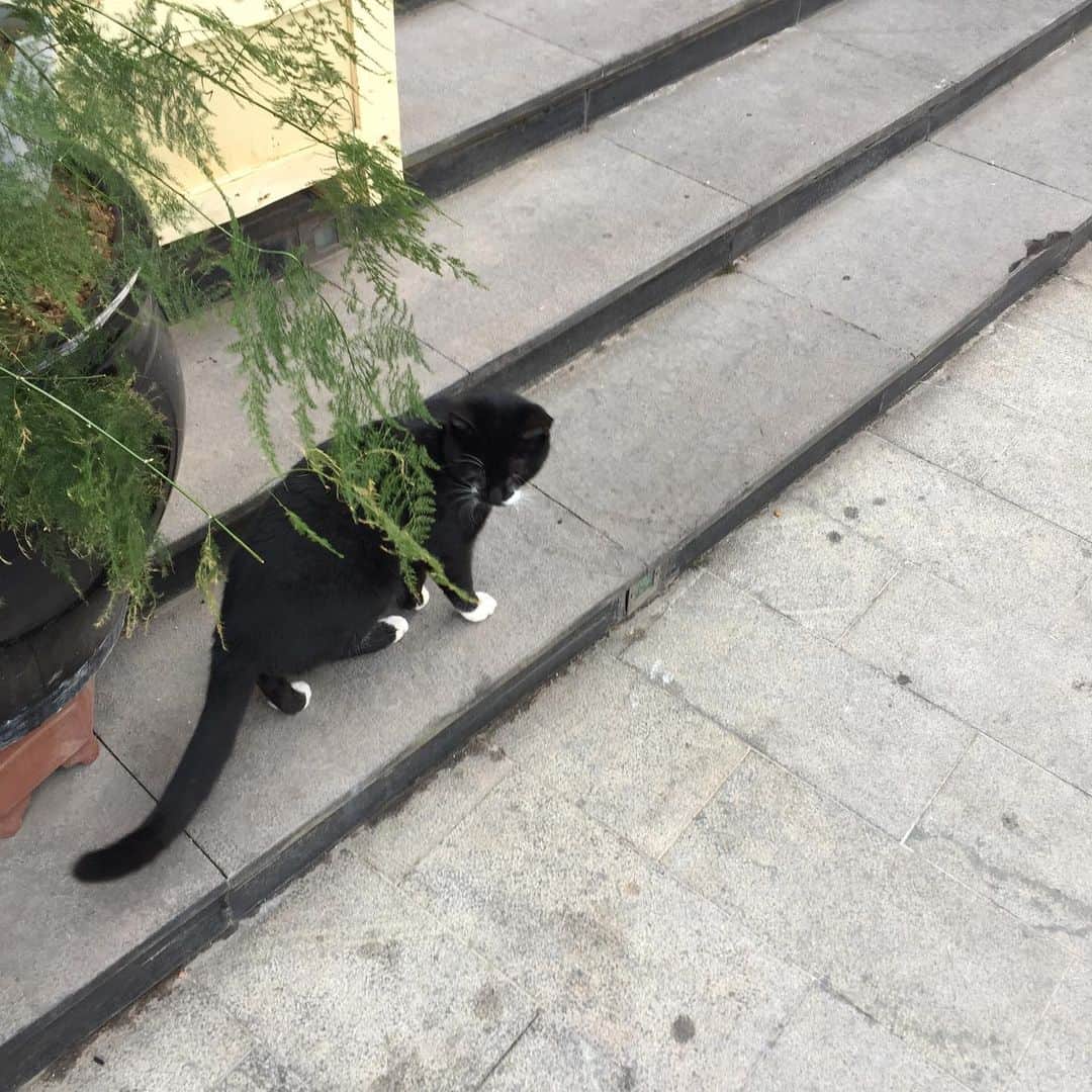 ふかしのインスタグラム：「上海美人 にそっぽ向かれた #上海 #上海美女 #猫」