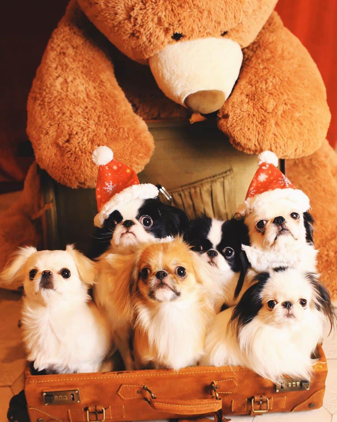 juntowaさんのインスタグラム写真 - (juntowaInstagram)「先取りクリスマス🎄#🎅#犬いっぱい」12月18日 19時54分 - juntowa