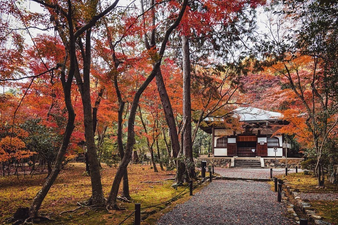 京都いいとこフォトさんのインスタグラム写真 - (京都いいとこフォトInstagram)「. 「竹の寺」の名で知られる地蔵院。 実は紅葉も素晴らしいお寺です。 京都の中では比較的色づきが遅く、じっくりと紅葉を楽しめます。 . . Jizoin Temple is known as the “Bamboo Temple”. In fact, autumn leaves are also a wonderful temple. The colored leaves are relatively slow here, so you can enjoy the autumn leaves measuredly. . Date:2019.12.6 Location:#Jizoin #地蔵院 Photo:@iharalba . .」12月18日 20時18分 - kyoto_iitoko