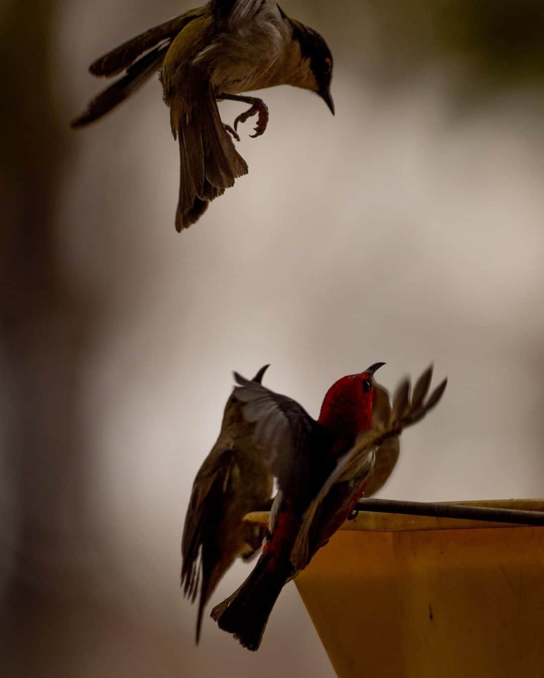 ナショナルジオグラフィックさんのインスタグラム写真 - (ナショナルジオグラフィックInstagram)「Photo by Michaela Skovranova @mishkusk | Scarlet honeyeaters seek respite in a bucket of water in Port Macquarie, New South Wales, Australia. With more than one million hectares of burned land across New South Wales so far during the bushfire season, it can be difficult for wildlife to locate water. It has been heartwarming to see the community come together and help look after affected wildlife. During hot summer days and especially during bushfires, it's essential to leave a bowl of water out in your front yard or garden—you never know who may come for a visit. #Australia #PortMacquarie #NSW #Australianbushfires #nswfires」12月18日 20時38分 - natgeo