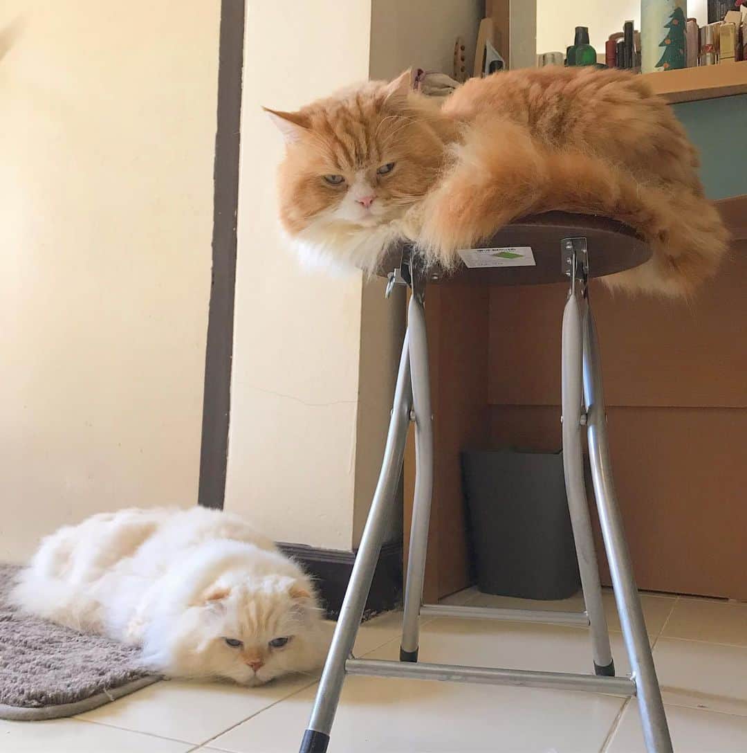 Haruのインスタグラム：「Boss & me 😊💗 #เจ้าก้อนน่ารัก #เป็นน่ารักมาก #หนุ่มเหนือ」