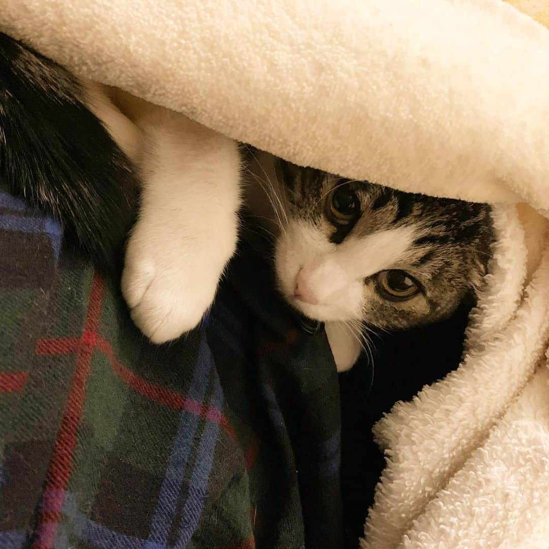 上田悠介さんのインスタグラム写真 - (上田悠介Instagram)「ネコです。いいえ。エンジェルです。  #サスケ #猫 #ネコ #ねこ #ニャンスタグラム #ねこすたぐらむ #保護猫 #保護猫と暮らす #ねこ部 #ねこさん #cat #catstaglam #cute #mylovelycat #instacat #picneco #kater #고양이」12月18日 21時11分 - yskued0402