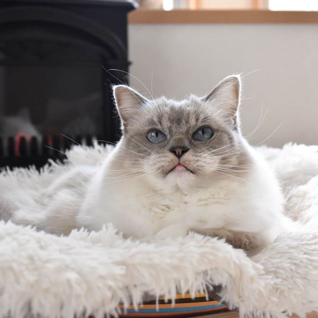 しるこさんのインスタグラム写真 - (しるこInstagram)「2019.12.18 ふかふか気持ちいいにゃ😽💭 . @catoneer_japan さんの プレゼント企画に当選してずっと欲しかった#ふわもふ猫ベッド いただきました😻 以前から愛用しているハンモックと合わせてすっかりお気に入りです❤️ ステキなクリスマスプレゼントをありがとうございました😻🎁 . #ふわもふ猫ベッド  #にゃんしゅるす  #一生モノの猫ハンモック .」12月18日 22時12分 - shirukotan