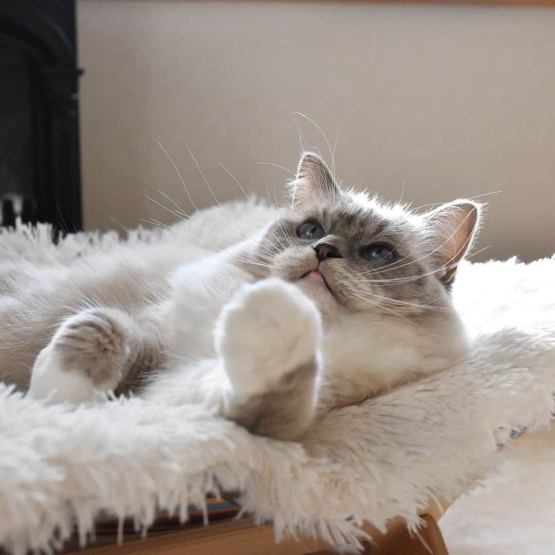 しるこさんのインスタグラム写真 - (しるこInstagram)「2019.12.18 ふかふか気持ちいいにゃ😽💭 . @catoneer_japan さんの プレゼント企画に当選してずっと欲しかった#ふわもふ猫ベッド いただきました😻 以前から愛用しているハンモックと合わせてすっかりお気に入りです❤️ ステキなクリスマスプレゼントをありがとうございました😻🎁 . #ふわもふ猫ベッド  #にゃんしゅるす  #一生モノの猫ハンモック .」12月18日 22時12分 - shirukotan