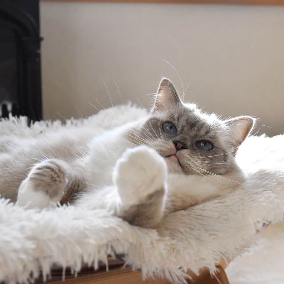 しるこさんのインスタグラム写真 - (しるこInstagram)「2019.12.18 ふかふか気持ちいいにゃ😽💭 . @catoneer_japan さんの プレゼント企画に当選してずっと欲しかった#ふわもふ猫ベッド いただきました😻 以前から愛用しているハンモックと合わせてすっかりお気に入りです❤️ ステキなクリスマスプレゼントをありがとうございました😻🎁 . #ふわもふ猫ベッド  #にゃんしゅるす  #一生モノの猫ハンモック .」12月18日 22時12分 - shirukotan