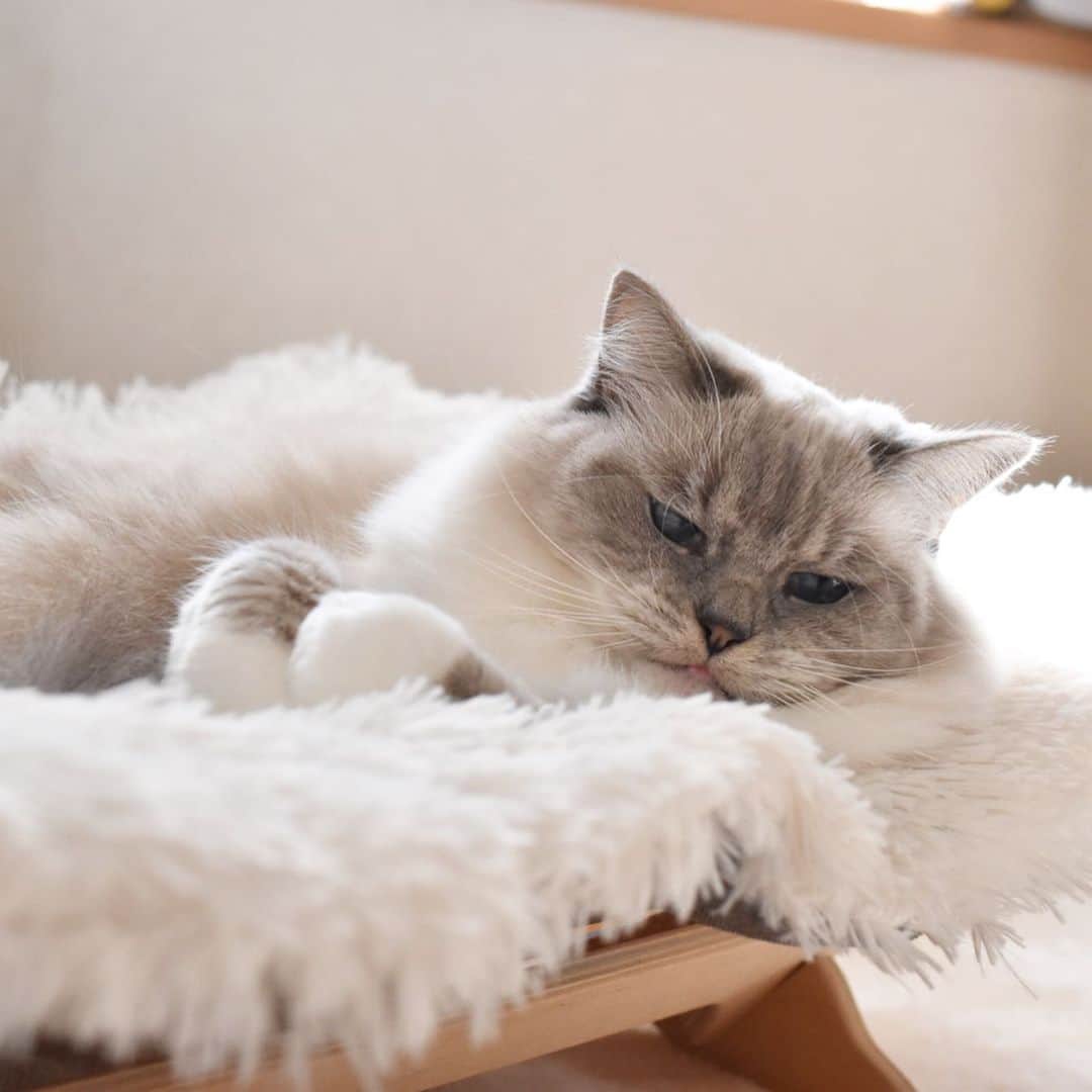 しるこさんのインスタグラム写真 - (しるこInstagram)「2019.12.18 ふかふか気持ちいいにゃ😽💭 . @catoneer_japan さんの プレゼント企画に当選してずっと欲しかった#ふわもふ猫ベッド いただきました😻 以前から愛用しているハンモックと合わせてすっかりお気に入りです❤️ ステキなクリスマスプレゼントをありがとうございました😻🎁 . #ふわもふ猫ベッド  #にゃんしゅるす  #一生モノの猫ハンモック .」12月18日 22時12分 - shirukotan