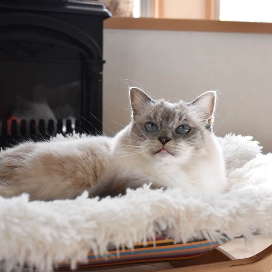 しるこさんのインスタグラム写真 - (しるこInstagram)「2019.12.18 ふかふか気持ちいいにゃ😽💭 . @catoneer_japan さんの プレゼント企画に当選してずっと欲しかった#ふわもふ猫ベッド いただきました😻 以前から愛用しているハンモックと合わせてすっかりお気に入りです❤️ ステキなクリスマスプレゼントをありがとうございました😻🎁 . #ふわもふ猫ベッド  #にゃんしゅるす  #一生モノの猫ハンモック .」12月18日 22時12分 - shirukotan