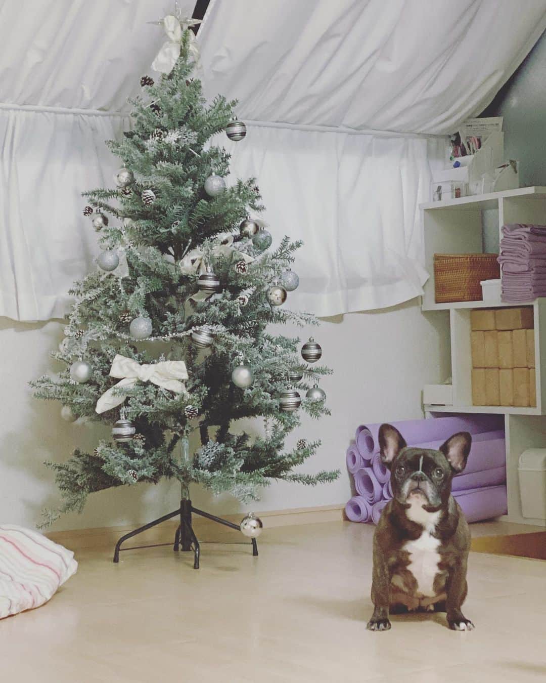 芥川舞子さんのインスタグラム写真 - (芥川舞子Instagram)「クリスマスツリーなんて、 よっぽど余裕がないと飾れない...。 だから私にとってクリスマスツリーは豊かさの象徴🎄  そんなことをこのSNSでも毎年書いているのが記憶にあるのですが、昨年まで3年連続でツリーを飾ることができていたものの、ついに今年は忙しくて断念するかもしれない...と思っていた矢先。  私が名古屋出張から帰ってきたら、なんと主人と娘がツリーを飾ってくれていました❤️✨ . ツリーを飾るには、'生活にゆとりができて時間が余る''というシナリオしか頭になかったわけだけど、 '支えてくれる人が登場する''というシナリオもあったとは...全く予想外でした。  思い描く幸せは、全く違う形で叶ったりするもので、いつも予想を超えてきます。  ヨガの練習から始まる私だけの奇跡を、これからもきっと予想外の形でみるのだろう。  こうして私にとっての奇跡を話すと少なからず「私にも同じことが起こるかな」って期待したり「私には奇跡が起きない」って嘆いたり、 人ってそうやって誰かの経験をもとに無意識に比較したり目指したりしてしまうもの。  @yohsuke_akutagawa 先生は、その深い思慮のもと、そういったことが起きないよう自らの経験を話さない人です。 それは洋輔先生の先生、マーク先生がそのような人だったからだと言います。  このような知的で思いやりのある先生たちに本当の意味での優しさを教えてもらったことにより、私も自らの経験話を慎むことを選ぶ場面が多くなりました。  だけど今日は久々に、ちょっとだけ。 クリスマスにちなんで話させてもらいました。 私に起きた奇跡を。 . 「ヨガは一人ひとりに合わせることで始めて機能する　byクリシュナマチャリア」  自分に合わせたヨガをすると、その人それぞれの奇跡が起きます。  #yogaの自宅練習  #芥川舞子」12月18日 22時22分 - maiko.akutagawa