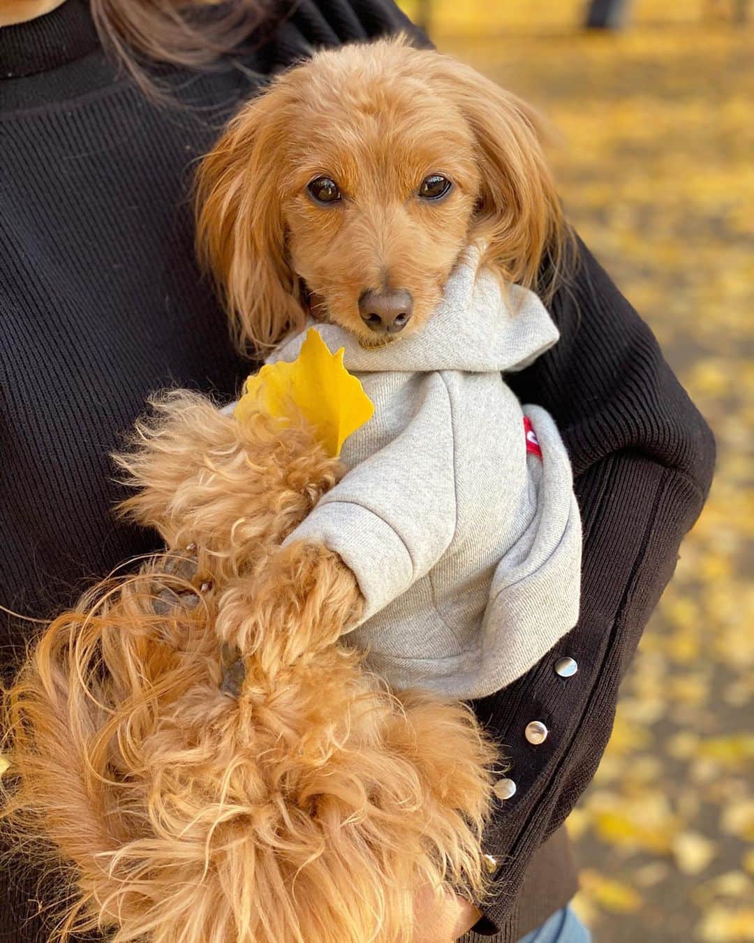 CHIHAさんのインスタグラム写真 - (CHIHAInstagram)「Happy  Birthday Teddy❤️﻿ 12/18💗5 years old﻿ ﻿ ﻿ これからもずっとずっと一緒❤️﻿ 大好き... @1218teddy ﻿ ﻿ ﻿ ﻿ ﻿ ﻿ supremeのお洋服は　@urbandogtokyo 🤙﻿ ﻿ ﻿ ﻿ #神宮銀杏並木　#銀杏　#銀杏並木 #イチョウ並木 #イチョウ　#神宮外苑いちょう並木 #愛犬 #ginkgo  #ginkgotree #japan #tokyo #ginkgoleaves #地元 #ダップー #dog #birthday」12月18日 22時22分 - chiha6170