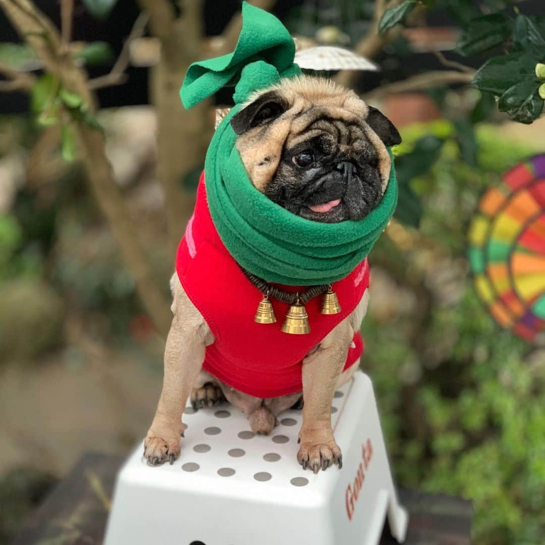 gontaさんのインスタグラム写真 - (gontaInstagram)「It's a little cold on Thursday morning.#keelyafternoontea #Gonta2#speakpug #smilingpugs #pugjapn #pug #love #pugsofinstagram #zerozeropug #pugshit #worldofpug」12月19日 8時04分 - gehhah