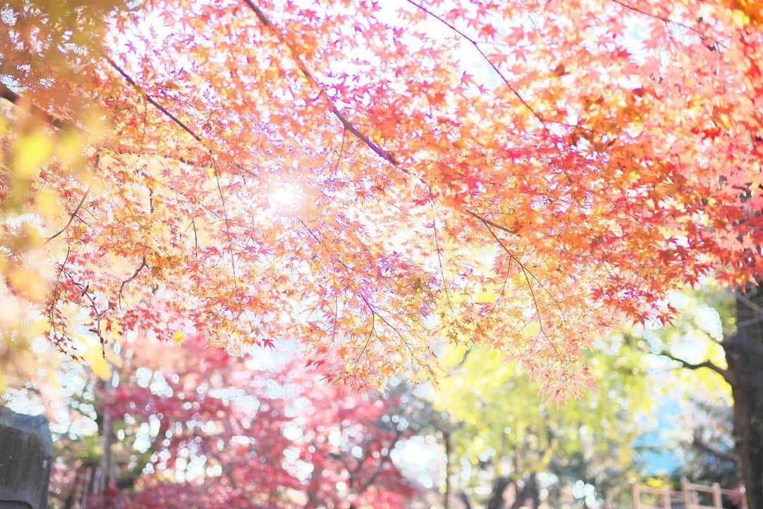 kiccyomuのインスタグラム：「☁️ 2019.12.19 Thu 都内の #紅葉 🍁 綺麗で…輝いてたなぁ〜☺️ * 天気悪そうだけど… 今日も元気に🤗 * location #東京 #目黒 撮影 12月8日」
