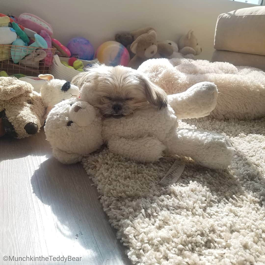 Original Teddy Bear Dogさんのインスタグラム写真 - (Original Teddy Bear DogInstagram)「Bear, nap, teef 🐻😴😁 #NakeyMunchkin #NakeyWednesday」12月19日 8時19分 - munchkintheteddybear