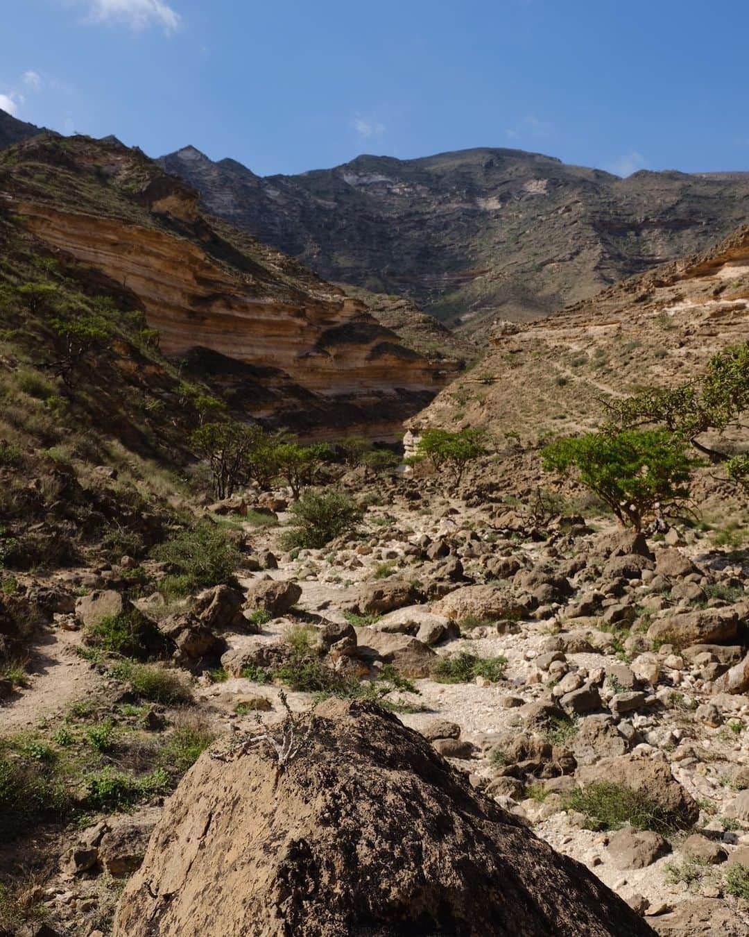 Fueguia 1833さんのインスタグラム写真 - (Fueguia 1833Instagram)「🇴🇲 Ashad, our man in Salalah to organized the plantation of sustainable frankincense oil from Boswellia sacra, the most mystical of humankind oils and only available in this spectacular land. #frankincense #olibanum #luban #boswelliasacra #fueguia @julinbedel #oman」12月19日 0時35分 - fueguia1833