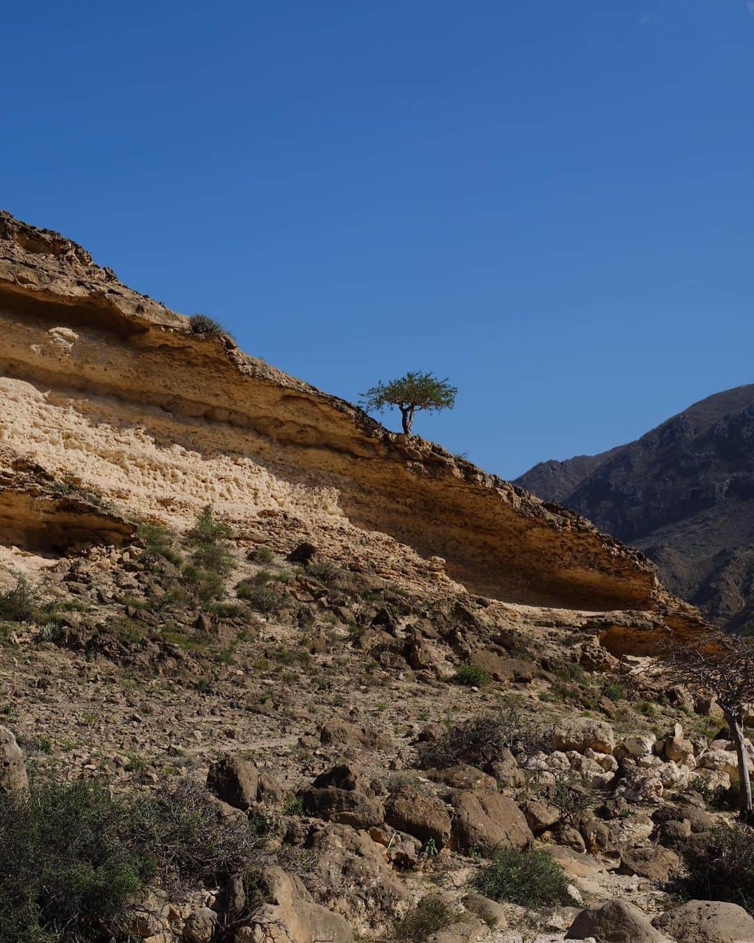 Fueguia 1833さんのインスタグラム写真 - (Fueguia 1833Instagram)「🇴🇲 Ashad, our man in Salalah to organized the plantation of sustainable frankincense oil from Boswellia sacra, the most mystical of humankind oils and only available in this spectacular land. #frankincense #olibanum #luban #boswelliasacra #fueguia @julinbedel #oman」12月19日 0時35分 - fueguia1833