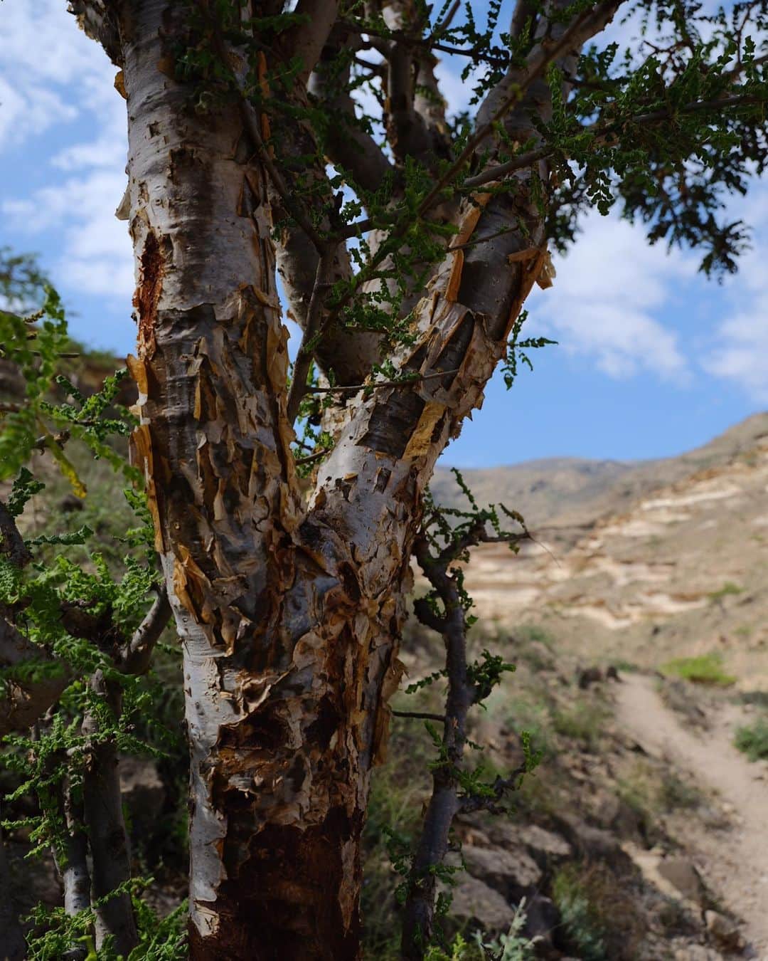 Fueguia 1833さんのインスタグラム写真 - (Fueguia 1833Instagram)「🇴🇲 Ashad, our man in Salalah to organized the plantation of sustainable frankincense oil from Boswellia sacra, the most mystical of humankind oils and only available in this spectacular land. #frankincense #olibanum #luban #boswelliasacra #fueguia @julinbedel #oman」12月19日 0時35分 - fueguia1833