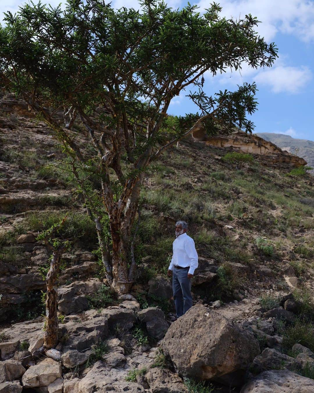 Fueguia 1833のインスタグラム：「🇴🇲 Ashad, our man in Salalah to organized the plantation of sustainable frankincense oil from Boswellia sacra, the most mystical of humankind oils and only available in this spectacular land. #frankincense #olibanum #luban #boswelliasacra #fueguia @julinbedel #oman」