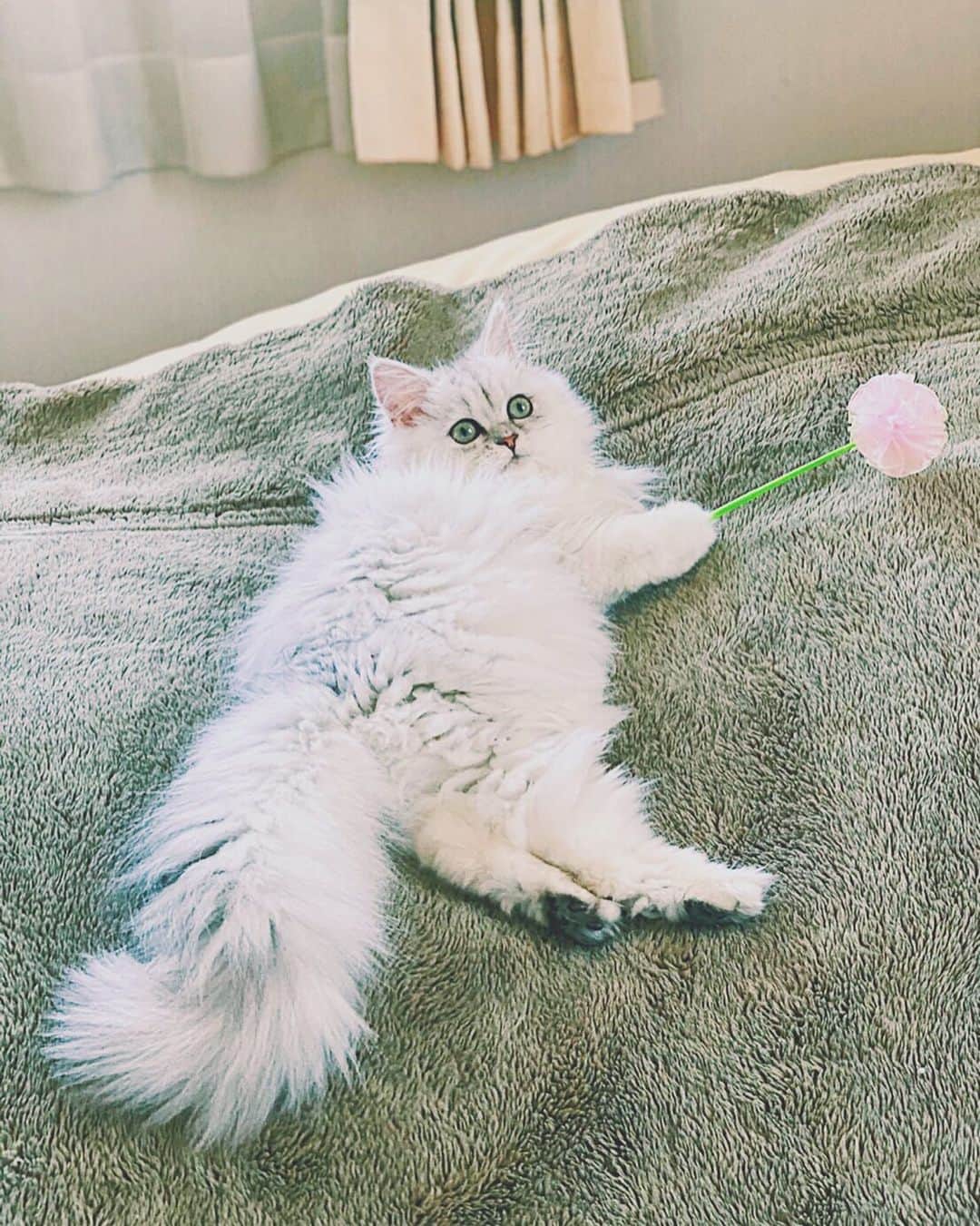木村仁美のインスタグラム：「はじめまして、リリーです❁ (5ヶ月) . よろしくお願いします＾＾ 大切な家族が増えました。 少しずつ慣れていこうね…🌷 . . ハルくんとも一緒に 遊べるようになったら嬉しいです。 お気に入りのお花のおもちゃ☺️🦢 . . . #リリーと生活 #ねこと暮らす #ねこのいる生活 #ペルシャチンチラ #ペルシャ猫 #ペルシャネコ #ねこ好き #ねこ部　#ふわもこ　#ねこすたくらむ　#チンチラシルバー」