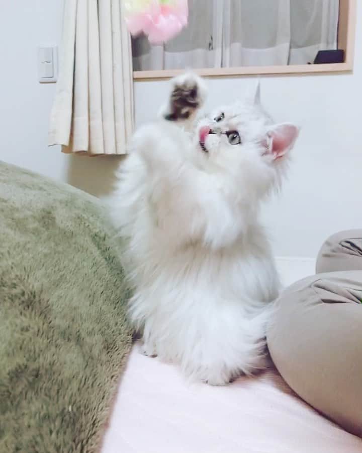 木村仁美のインスタグラム：「おっとりさん？と思いきや、 倍速かのごとく、すばしっこいですよ…⭐️ . . . . はじめまして、リリーです❁ (5ヶ月) . よろしくお願いします＾＾ 大切な家族が増えました。 少しずつ慣れていこうね…🌷 . . ハルくんとも一緒に 遊べるようになったら嬉しいです。 お気に入りのお花のおもちゃ☺️🦢 . . . #リリーと生活 #ねこと暮らす #ねこのいる生活 #ペルシャチンチラ #ペルシャ猫 #ペルシャネコ #ねこ好き #ねこ部　#ふわもこ　#ねこすたくらむ #猫パンチ」