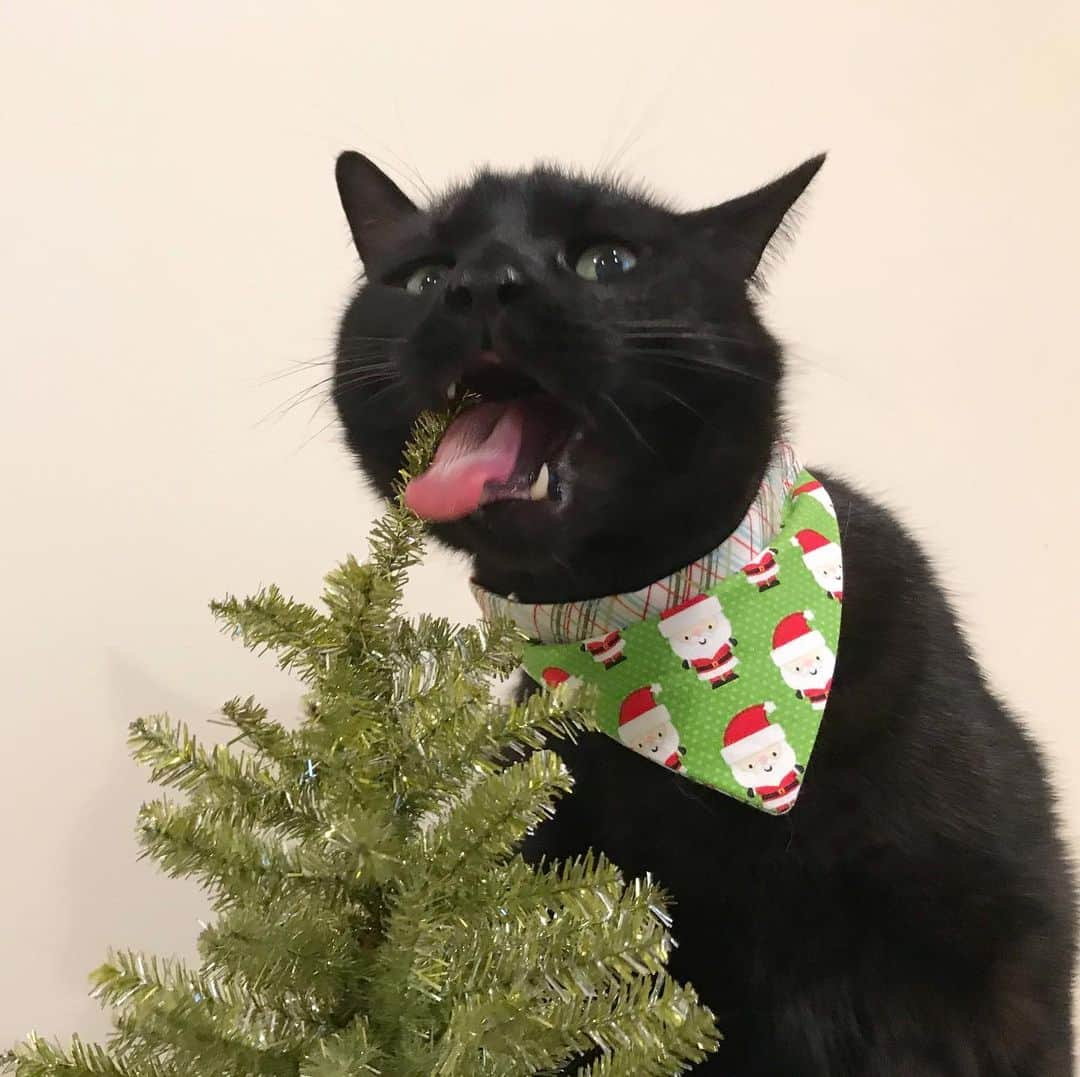 セルジオさんのインスタグラム写真 - (セルジオInstagram)「O Christmas tree O Christmas tree Your branches taste  So good to me ...🎶🎄😋 . . #sweetbean #christmastree🎄 #omnom #beanie #christmascountdown #catsofinsta #catslife #igcats #igkitty #blackcats #blackcatsofinstagram #catmom #myfurbaby #rescuecats #9gagcute #buzzfeedcats #catstercats #sillycats #christmasdecorations #nothingissafe #eatallthethings #crazycats #boop #ellenratemycat #catswiththeirtonguesout #cattongue #catswiththeirmouthsopen #cutecatcrew #happycatclub #catsofinstagram」12月19日 1時35分 - monkandbean