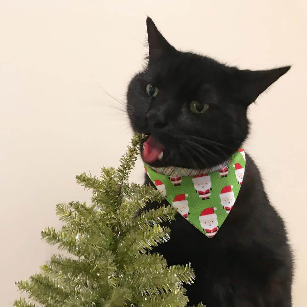 セルジオさんのインスタグラム写真 - (セルジオInstagram)「O Christmas tree O Christmas tree Your branches taste  So good to me ...🎶🎄😋 . . #sweetbean #christmastree🎄 #omnom #beanie #christmascountdown #catsofinsta #catslife #igcats #igkitty #blackcats #blackcatsofinstagram #catmom #myfurbaby #rescuecats #9gagcute #buzzfeedcats #catstercats #sillycats #christmasdecorations #nothingissafe #eatallthethings #crazycats #boop #ellenratemycat #catswiththeirtonguesout #cattongue #catswiththeirmouthsopen #cutecatcrew #happycatclub #catsofinstagram」12月19日 1時35分 - monkandbean