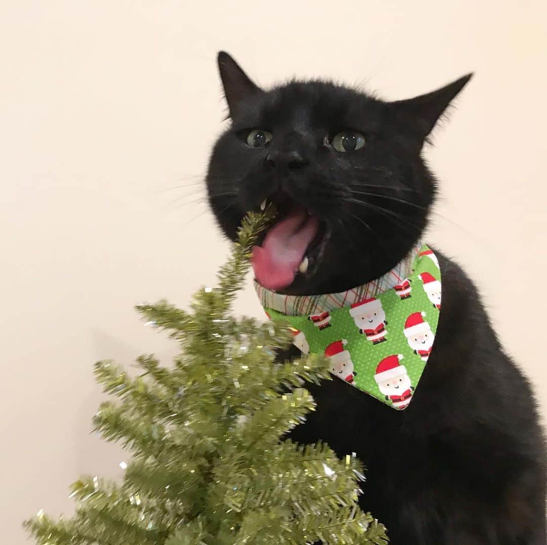 セルジオさんのインスタグラム写真 - (セルジオInstagram)「O Christmas tree O Christmas tree Your branches taste  So good to me ...🎶🎄😋 . . #sweetbean #christmastree🎄 #omnom #beanie #christmascountdown #catsofinsta #catslife #igcats #igkitty #blackcats #blackcatsofinstagram #catmom #myfurbaby #rescuecats #9gagcute #buzzfeedcats #catstercats #sillycats #christmasdecorations #nothingissafe #eatallthethings #crazycats #boop #ellenratemycat #catswiththeirtonguesout #cattongue #catswiththeirmouthsopen #cutecatcrew #happycatclub #catsofinstagram」12月19日 1時35分 - monkandbean