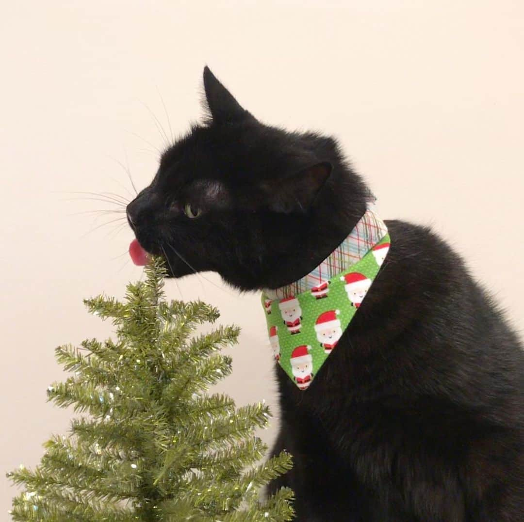 セルジオさんのインスタグラム写真 - (セルジオInstagram)「O Christmas tree O Christmas tree Your branches taste  So good to me ...🎶🎄😋 . . #sweetbean #christmastree🎄 #omnom #beanie #christmascountdown #catsofinsta #catslife #igcats #igkitty #blackcats #blackcatsofinstagram #catmom #myfurbaby #rescuecats #9gagcute #buzzfeedcats #catstercats #sillycats #christmasdecorations #nothingissafe #eatallthethings #crazycats #boop #ellenratemycat #catswiththeirtonguesout #cattongue #catswiththeirmouthsopen #cutecatcrew #happycatclub #catsofinstagram」12月19日 1時35分 - monkandbean