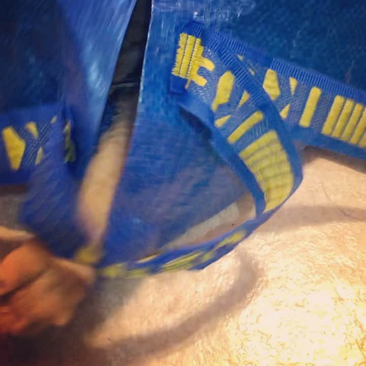 森永理科のインスタグラム：「#きょうのとらやん」