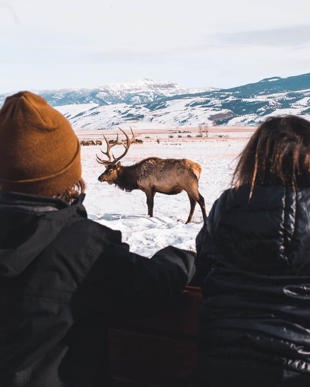 Visit The USAさんのインスタグラム写真 - (Visit The USAInstagram)「Jackson, Wyoming borders The National Elk Refuge where over 7,000 elk visit every winter! Have you ever seen these amazing animals before? Tag a friend who loves wildlife! 📸: @mendesbros #VisitTheUSA」12月19日 2時00分 - visittheusa