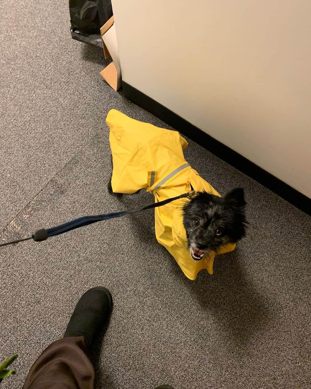 ベラミー・ヤングさんのインスタグラム写真 - (ベラミー・ヤングInstagram)「It was Razor's first day at the studio with me yesterday. It was also raining. Both of these things made for some very sweet memories & pretty cute pix. The latter of which I can share. 🤓 #ProdigalSon #ProdigalPets #RainDog 🐶☔️🎬🥰❤️🎉」12月19日 2時10分 - bellamyyoung