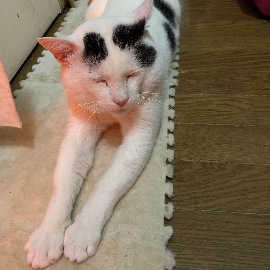 Kachimo Yoshimatsuさんのインスタグラム写真 - (Kachimo YoshimatsuInstagram)「あったけえ〜！ #うちの猫ら ＃猫 #ねこ #cat #ネコ #catstagram #nanakuro #ネコ部 http://kachimo.exblog.jp」12月19日 2時50分 - kachimo