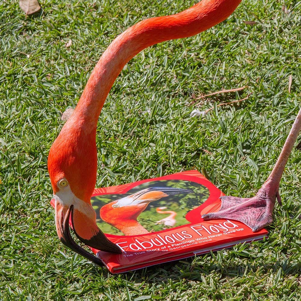San Diego Zooさんのインスタグラム写真 - (San Diego ZooInstagram)「It's with a heavy heart that we announce the passing of Floyd, a well-known flamingo. Floyd was hatched at the Zoo in 2013 with deformed legs. Through intensive veterinary care and round-the-clock nursing, Floyd's legs were repaired and he was able to move without assistance. On Saturday, December 14, Floyd was injured after a fall in his habitat. Despite the immediate assistance of animal care staff and veterinarians, Floyd's condition deteriorated severely enough to affect his quality of life. Staff made the compassionate decision to euthanize him.  Floyd was well known because of his unique story and the heroic efforts animal care staff made to extend his life. During his life he served as an ambassador representing his species and inspiring conservation action. Please share your condolences with the staff, volunteers, members and guests who will be feeling this loss. 🦩 #FabulousFloyd #PinkFloyd #RIP #sandiegozoo」12月19日 3時09分 - sandiegozoo