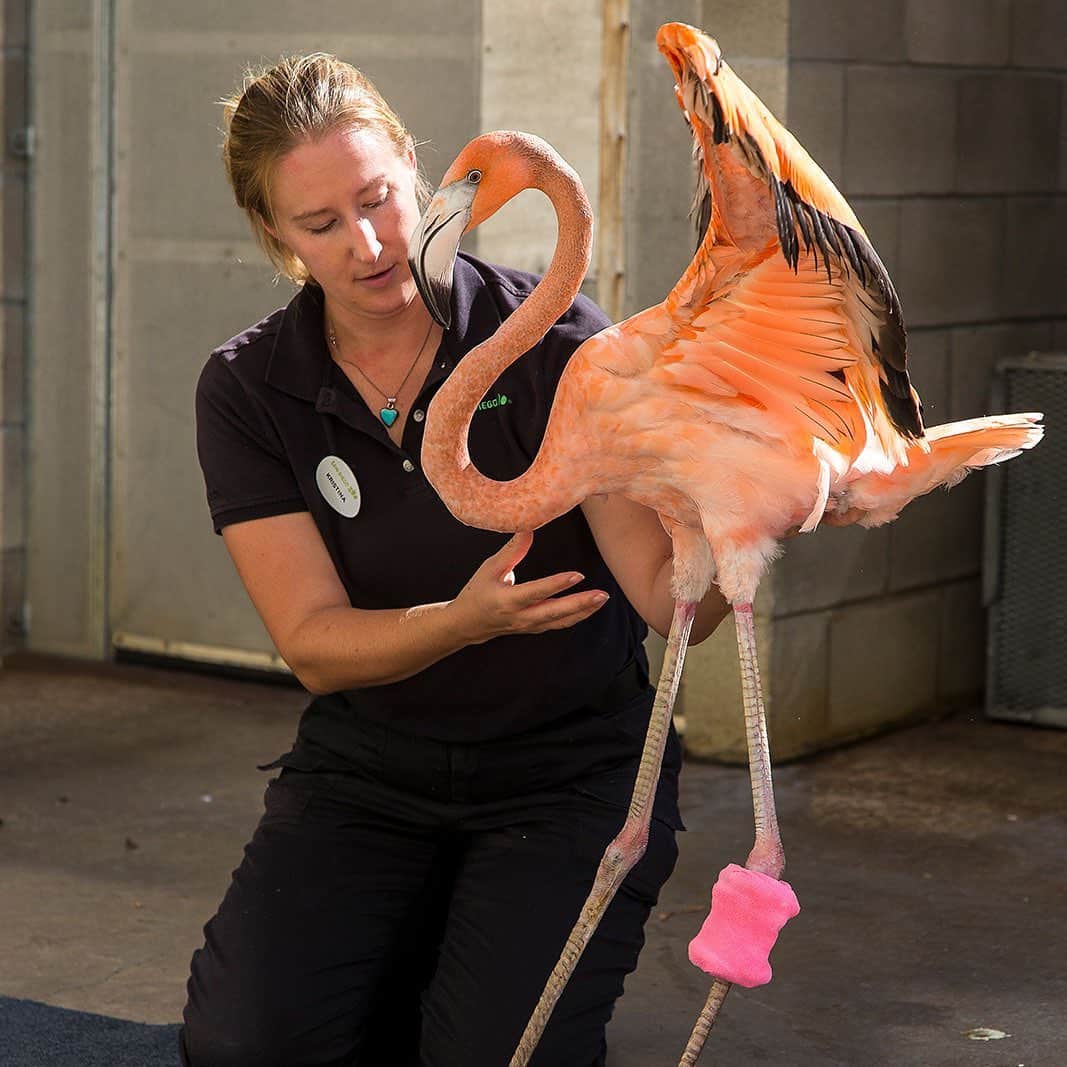 San Diego Zooさんのインスタグラム写真 - (San Diego ZooInstagram)「It's with a heavy heart that we announce the passing of Floyd, a well-known flamingo. Floyd was hatched at the Zoo in 2013 with deformed legs. Through intensive veterinary care and round-the-clock nursing, Floyd's legs were repaired and he was able to move without assistance. On Saturday, December 14, Floyd was injured after a fall in his habitat. Despite the immediate assistance of animal care staff and veterinarians, Floyd's condition deteriorated severely enough to affect his quality of life. Staff made the compassionate decision to euthanize him.  Floyd was well known because of his unique story and the heroic efforts animal care staff made to extend his life. During his life he served as an ambassador representing his species and inspiring conservation action. Please share your condolences with the staff, volunteers, members and guests who will be feeling this loss. 🦩 #FabulousFloyd #PinkFloyd #RIP #sandiegozoo」12月19日 3時09分 - sandiegozoo