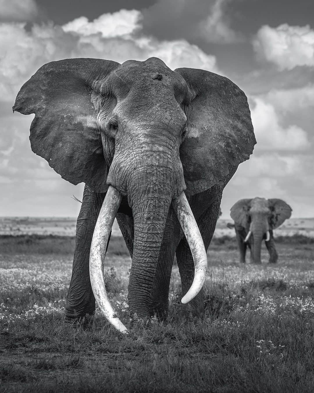 Chase Dekker Wild-Life Imagesのインスタグラム：「This elephant is named Craig and he is one of the last remaining “big tuskers” on the planet. A “tusker” is a term given to elephants who have tusks that almost reach the ground. These were once an extremely common sight across the African continent, but due to decades of hunting and poaching, there are less than 30 remaining today. Since these elephants are such large targets for the ivory trade, they are heavily monitored and guarded today. There is hope however that more “tuskers” may be on the way as conservationists and researchers are monitoring individuals who appear to be on track to breaking tusk length records within the next few decades. Even though the males with extremely large tusks may not be the largest bodied elephants, the weight and length of their extended teeth help with reproductive success as other males tend to back down when sizing up against a large tusked elephant.」