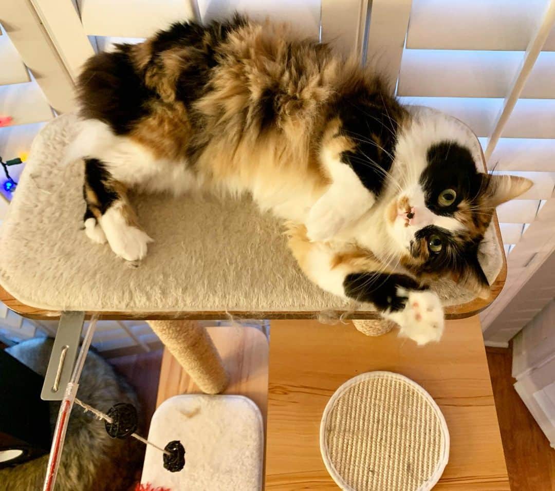 ジョーイ・ブラッグのインスタグラム：「Finally caved and got @patriciaarcat an Instagram! Give her a follow!」