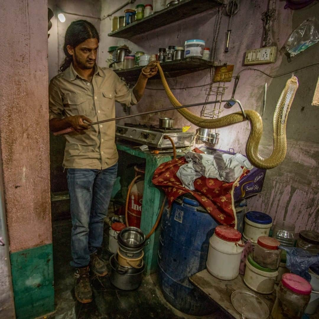 ナショナルジオグラフィックさんのインスタグラム写真 - (ナショナルジオグラフィックInstagram)「Photo by Trevor Frost @tbfrost | Yes, that is a cobra in a kitchen! Sanjeev Pednekar estimates he receives five to 10 calls a day to rescue snakes from inside homes in Bangalore, a large city in southern India. A majority of the snakes Sanjeev rescues are spectacled cobras, which you see here. If you'd like to see more photos and videos of India's snake rescuers, I'm @tbfrost」12月19日 4時36分 - natgeo