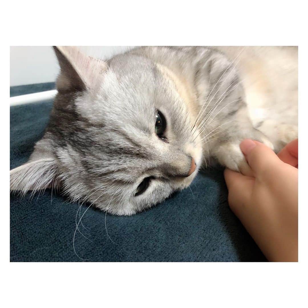 山谷花純さんのインスタグラム写真 - (山谷花純Instagram)「おはまる。  #ミヌエット #まるとの生活 #猫がいる生活 #にゃんすたぐらむ」12月19日 5時16分 - kasuminwoooow