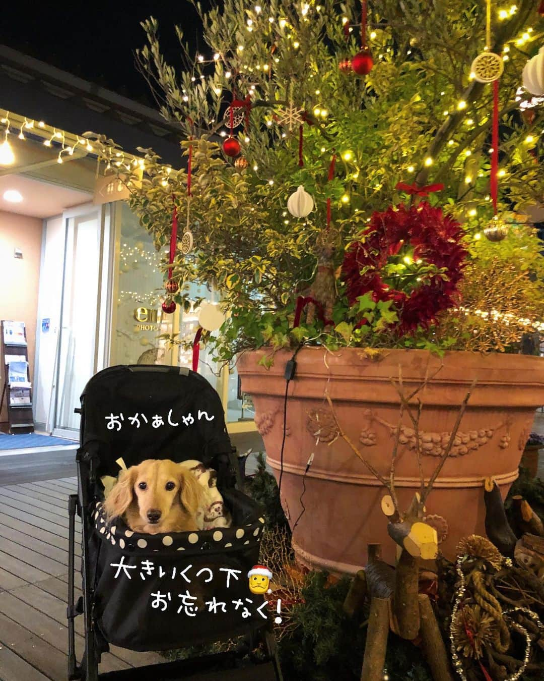 チズさんのインスタグラム写真 - (チズInstagram)「大きなオリーブの木🌳 オーナメント✨やライトアップ💡されて 素敵なクリスマスツリーに🎄 迫力あるぅー🎅💕 #サザンモール六甲 #街はクリスマスモード  #犬とおでかけ 🐕  #Mダックス #ダックス#ミニチュアダックス #ミニチュアダックスフンド #短足犬 #短足部 #カニンヘンダックス #関西ダックス#親父犬 #シニア犬 #犬なしでは生きていけません会 #🐶#💕#ダックス13歳#初老ライフ#親父の日常#インスタでわんこみるのが日課 ♡♡」12月19日 5時25分 - sqi.chizu