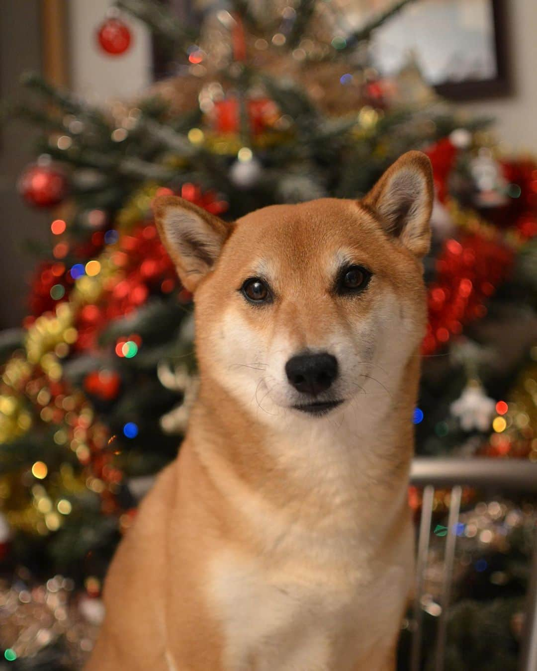 じぇっとさんさんのインスタグラム写真 - (じぇっとさんInstagram)「are you ready for christmas? 🎄 💕」12月19日 5時30分 - jetsan_shiba